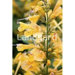 copiata - Z SEMINTE AGASTACHE PEACH MARGARITA - D