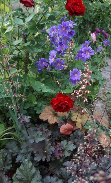  - Geranium si alte perene