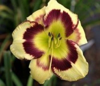 d1191-mt-pleasant-pride-17cm - HEMEROCLLIS 2019-dorinte implinite