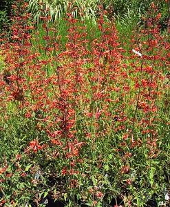 copiata - Z SEMINTE AGASTACHE - APRICOT SUNRISE - D