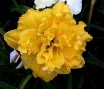 d0689-forever-jung-15cm - HEMEROCLLIS 2019-dorinte implinite