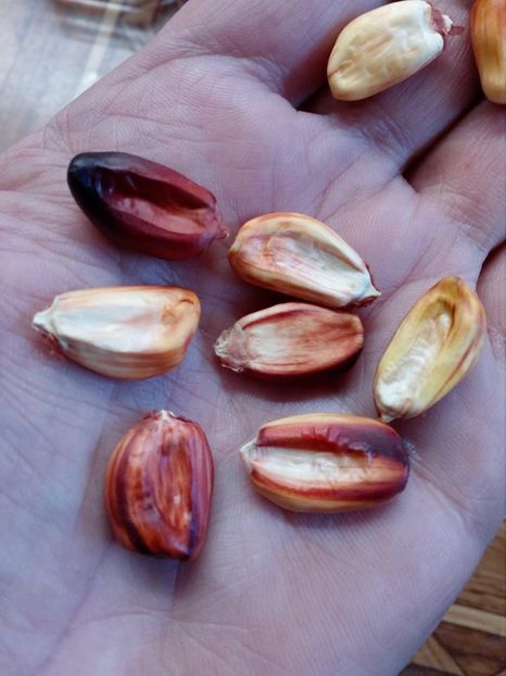  - Z SEMINTE PORUMB - CANCHA ROJO- D