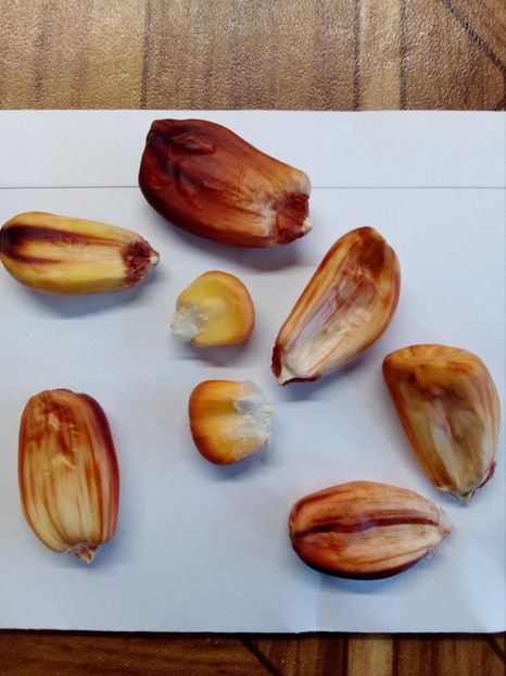  - Z SEMINTE PORUMB - CANCHA ROJO- D