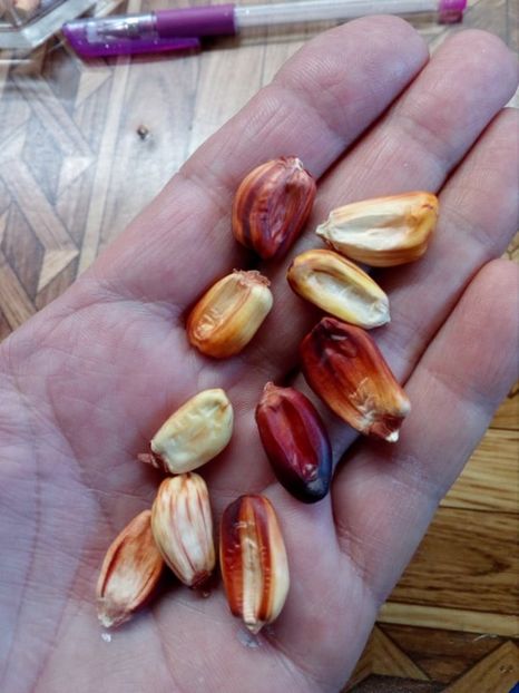  - Z SEMINTE PORUMB - CANCHA ROJO- D