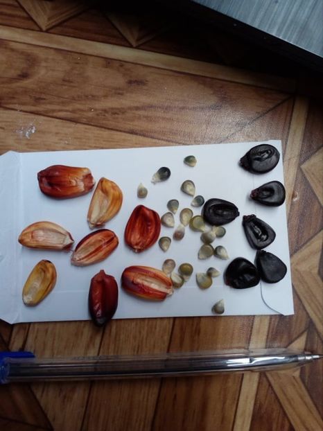  - Z SEMINTE PORUMB - CANCHA ROJO- D