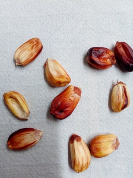  - Z SEMINTE PORUMB - CANCHA ROJO- D