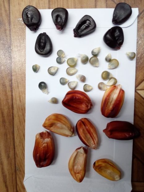  - SEMINTE PORUMB POPCORN - GRUNPERL P 26