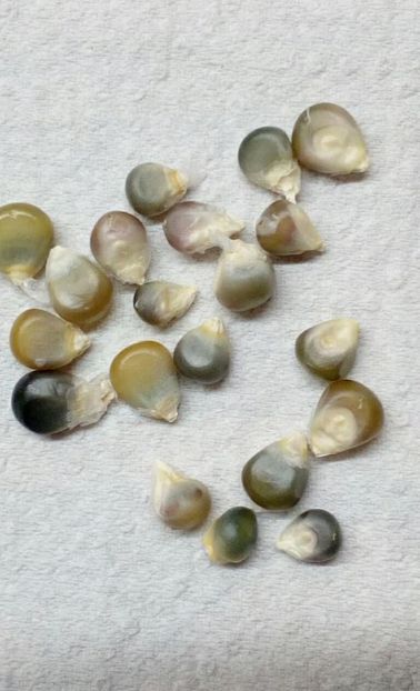  - SEMINTE PORUMB POPCORN - GRUNPERL P 26