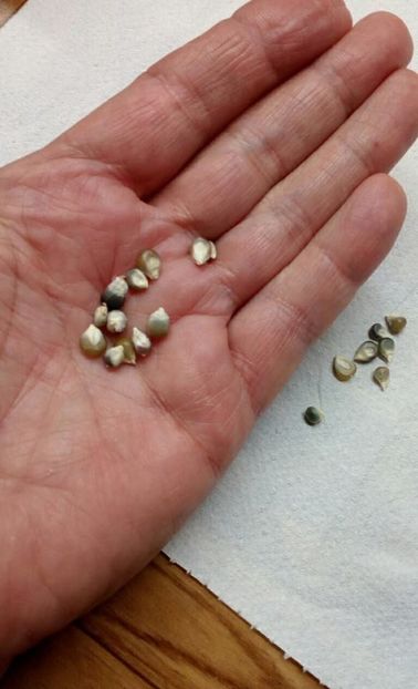  - SEMINTE PORUMB POPCORN - GRUNPERL P 26