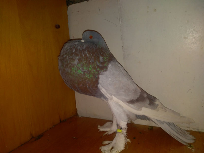  - Gusat de Pomerania