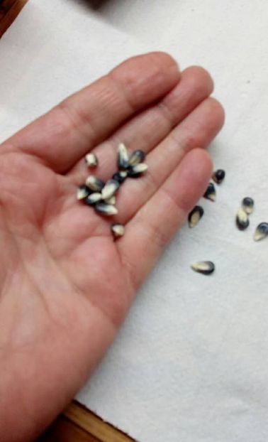  - SEMINTE PORUMB POPCORN - HEAVENLY BLUE - P 28