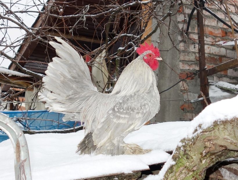  - F - Mii de flori 2019