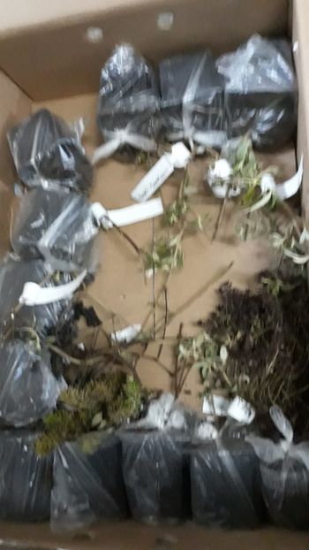  - Comanda Pepiniera Mizil