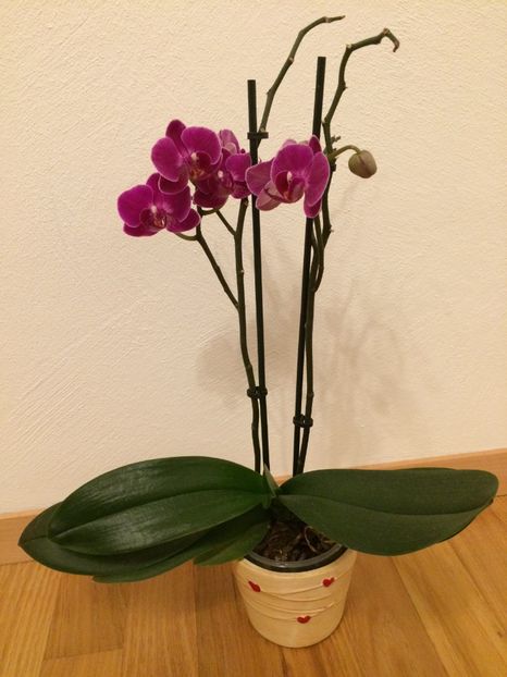 1.02.2019 - 9-Orchideele mele