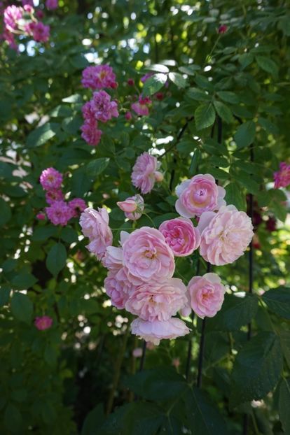  - Belle de Sardaigne