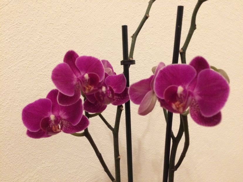 1.02.2019 - 9-Orchideele mele