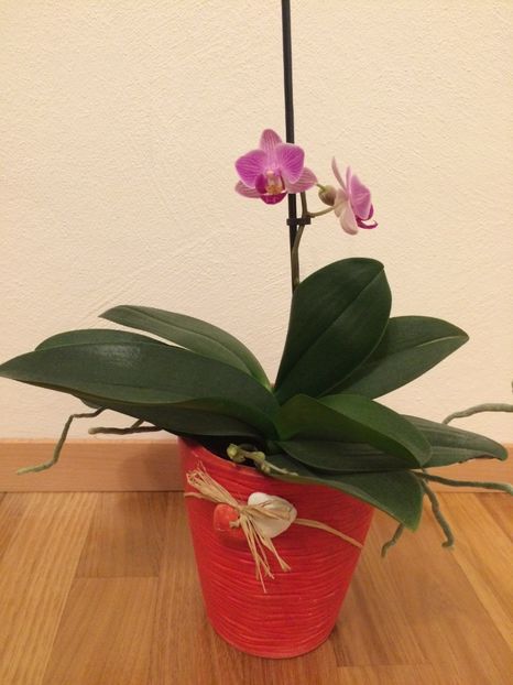1.02.2019 - 9-Orchideele mele