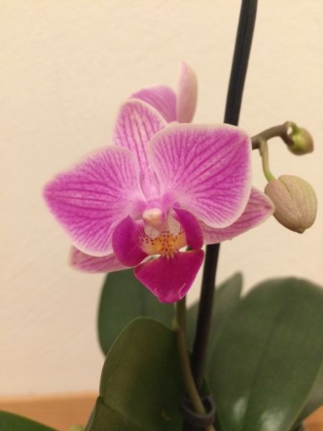 1.02.2019 - 9-Orchideele mele