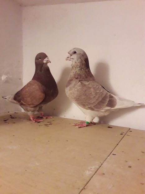 Vanduti - Câțiva dintre porumbeii mei