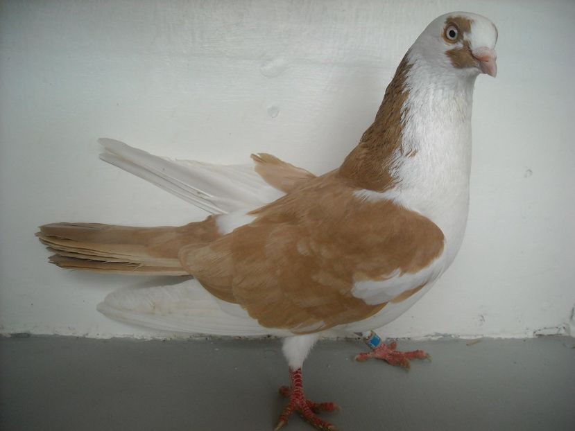  - PORUMBEI CARE MI AU APARTINUT