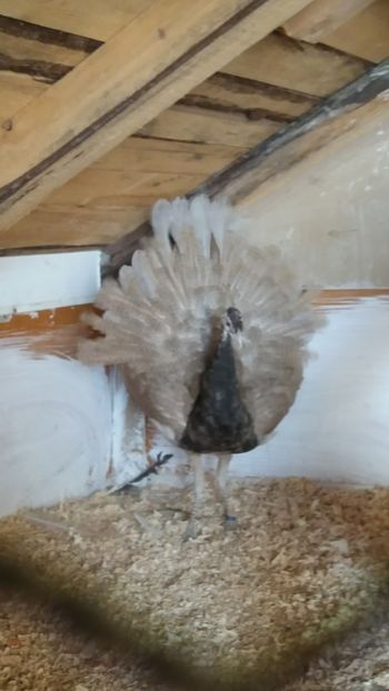  - Pauni bronze cream 2018