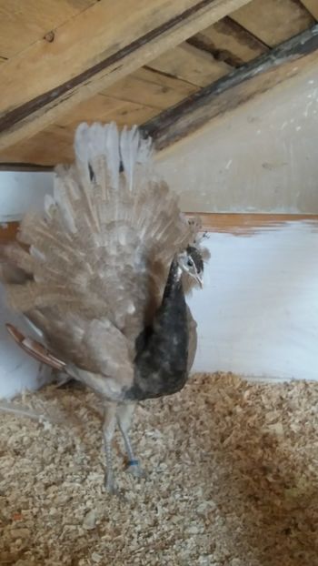  - Pauni bronze cream 2018