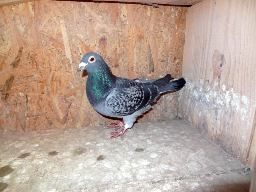 MOSU Aardan 100% Nepot 225 QUEEN DOLORA Org Iurete Relu - 3 MASCULI MATCA MEA