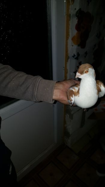  - Porumbei matca 2019