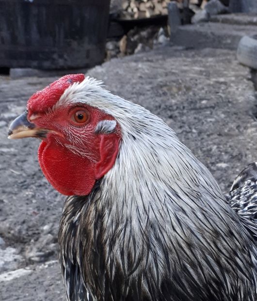  - Wyandotte argintiu