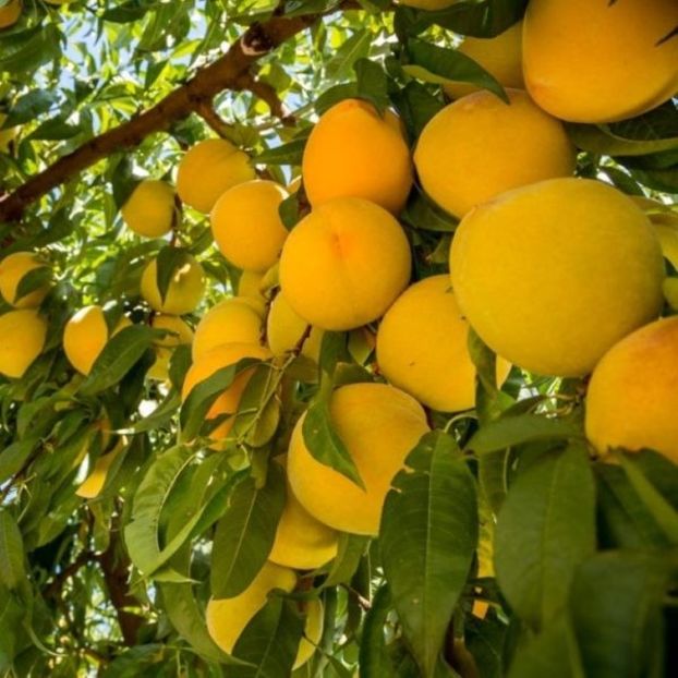 Poblet - piersic POBLET -------- pavie