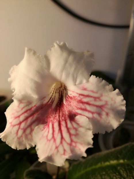  - Streptcarpusi 2018