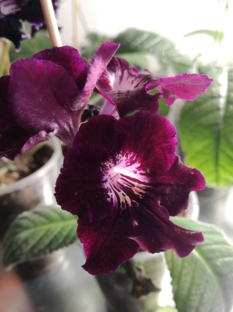  - Streptcarpusi 2018