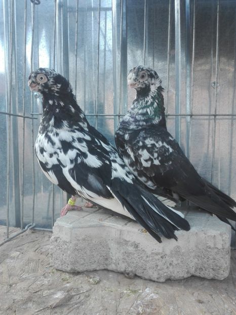  - Pestriti pe Negru dublu motati