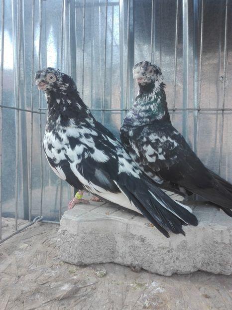  - Pestriti pe Negru dublu motati