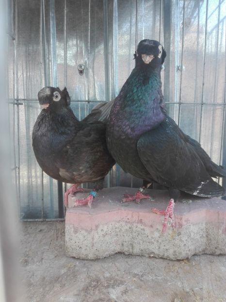  - Jucatori de Calarasi Negrii