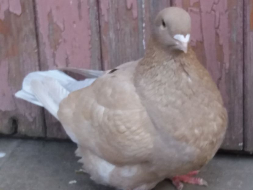 F 2017 - 4-Poze Suplimentare AGH