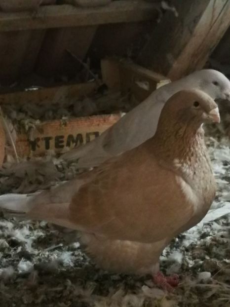 F 2017 - 4-Poze Suplimentare AGH