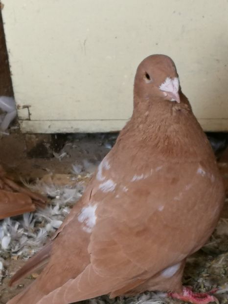 F 2016 - 4-Poze Suplimentare AGH