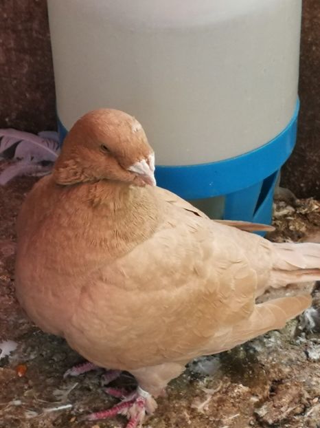 F 2015 - 4-Poze Suplimentare AGH