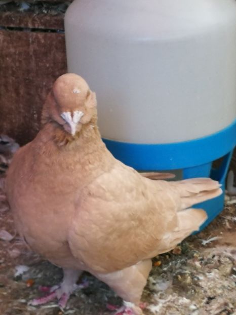 F 2015 - 4-Poze Suplimentare AGH