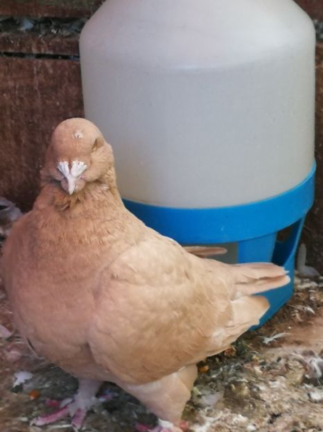 F 2015 - 4-Poze Suplimentare AGH