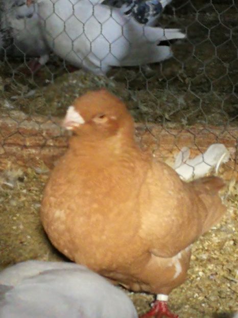 F 2015 - 4-Poze Suplimentare AGH