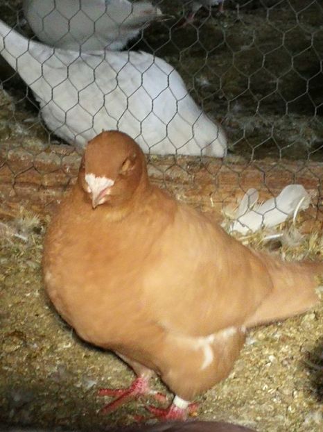 F 2015 - 4-Poze Suplimentare AGH