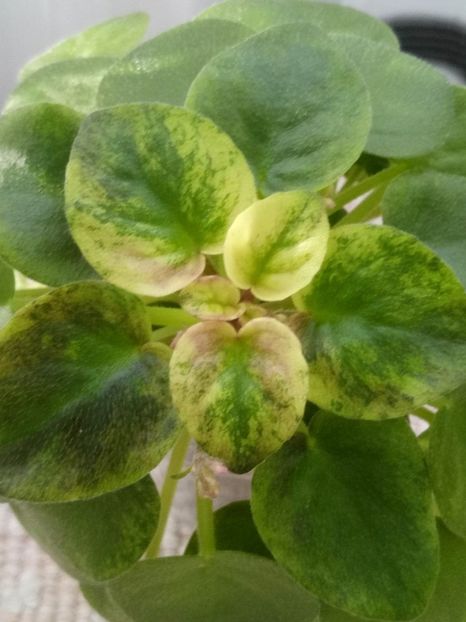 15 ian - Ramblin Silver