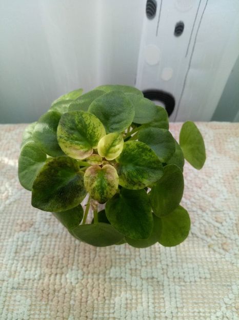 15 ian - Ramblin Silver