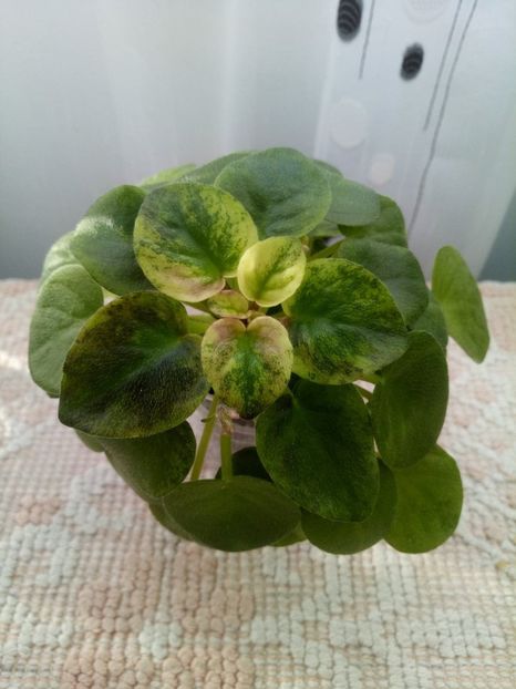 15 ian - Ramblin Silver