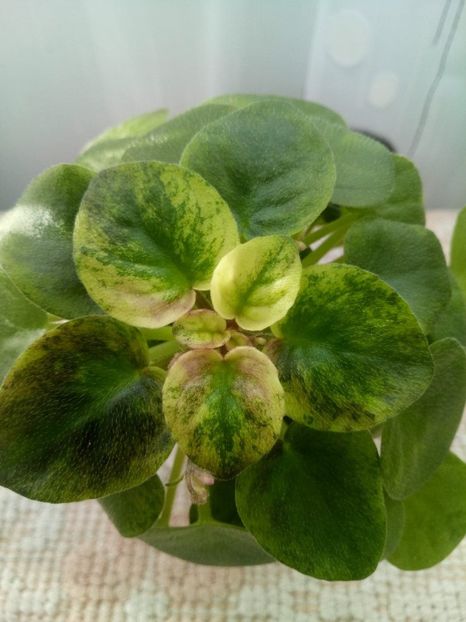 15 ian - Ramblin Silver