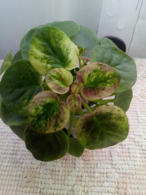 2 feb - Ramblin Silver