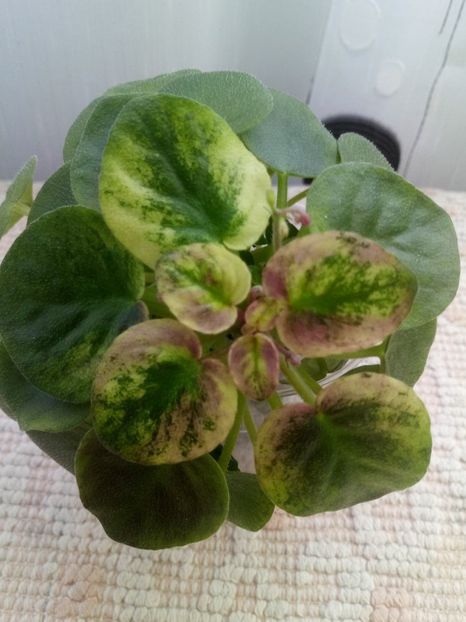 2 feb - Ramblin Silver