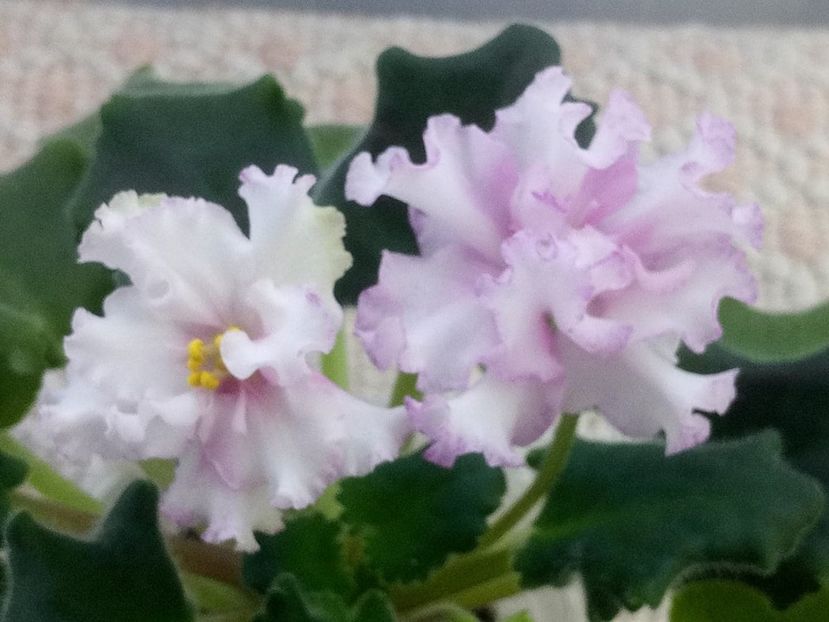 29 ian - ZZ LE Turmalinovoye Kol ye- LE Tourmaline Necklace